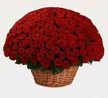 251 Премиум красная роза в Санамере Премиум букет из: Розы в Санамере